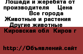 Лошади и жеребята от производителя. › Цена ­ 120 - Все города Животные и растения » Другие животные   . Кировская обл.,Киров г.